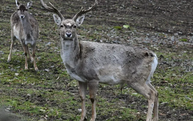 Samice vzácného daňka mezopotámského, který mále vyhynul, rozšířila stádo v olomoucké zoo. Přicestovala z Francie
