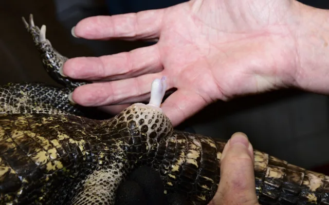 VIDEO: Úspěšné sexování olomouckých krokodýlů: zoo na Svatém Kopečku hlásí pět samců
