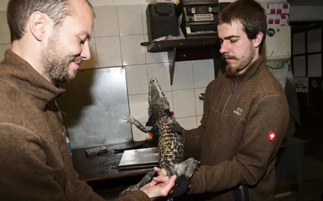 VIDEO: Úspěšné sexování olomouckých krokodýlů: zoo na Svatém Kopečku hlásí pět samců