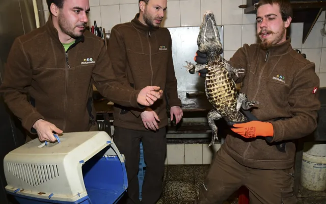 VIDEO: Úspěšné sexování olomouckých krokodýlů: zoo na Svatém Kopečku hlásí pět samců
