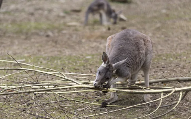 FOTOGALERIE: Vláčkem za soby a klokany. Zoo Olomouc otevřela dvě nové části safari