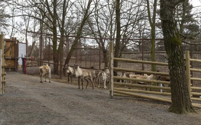 FOTOGALERIE: Vláčkem za soby a klokany. Zoo Olomouc otevřela dvě nové části safari