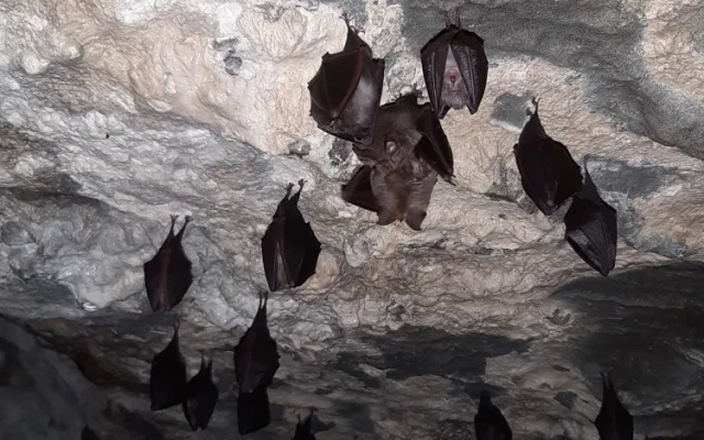 Mlaskání, bubnující kapky nebo prskavky. Jeskyně Na Špičáku představuje tajnou řeč netopýrů