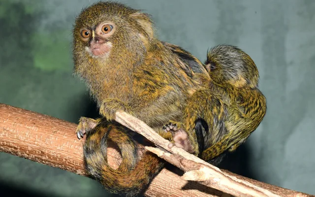 Malincí kosmani objevují olomouckou zoo. V pavilonu opic se narodila dvojčata