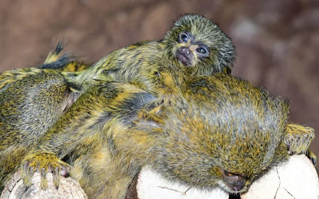 Malincí kosmani objevují olomouckou zoo. V pavilonu opic se narodila dvojčata