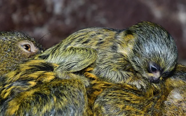 Malincí kosmani objevují olomouckou zoo. V pavilonu opic se narodila dvojčata