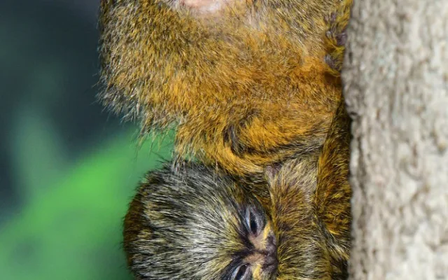 Malincí kosmani objevují olomouckou zoo. V pavilonu opic se narodila dvojčata