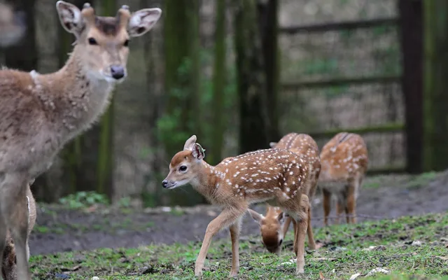Stádo vzácných vietnamských jelenů sika se rozrůstá. Zoo Olomouc hlásí šest mláďat