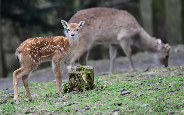 Stádo vzácných vietnamských jelenů sika se rozrůstá. Zoo Olomouc hlásí šest mláďat