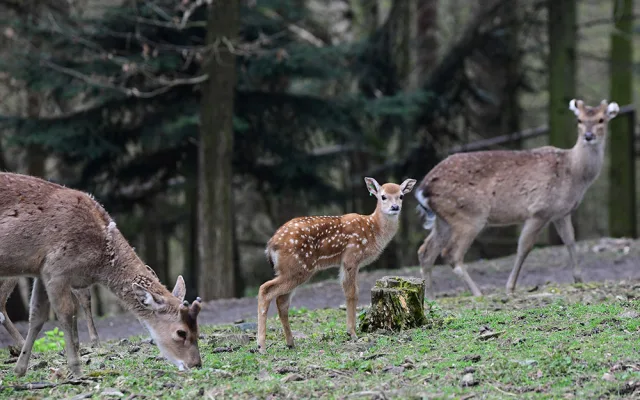 Stádo vzácných vietnamských jelenů sika se rozrůstá. Zoo Olomouc hlásí šest mláďat