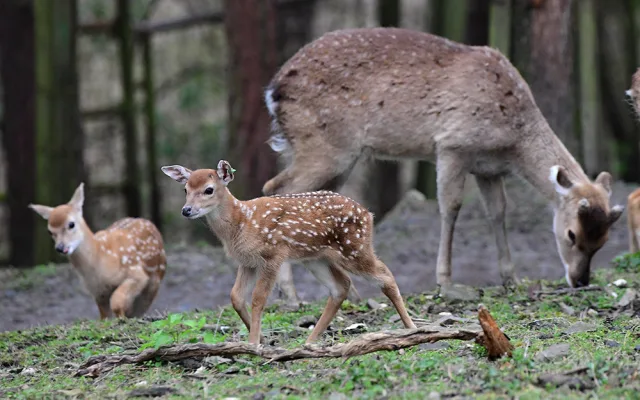 Stádo vzácných vietnamských jelenů sika se rozrůstá. Zoo Olomouc hlásí šest mláďat
