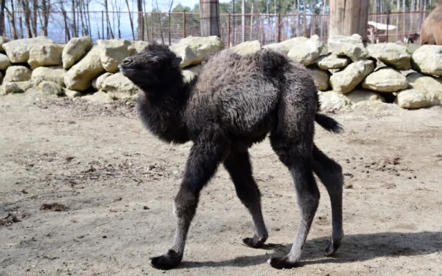 Zoo Olomouc hlásí trojnásobnou radost u velbloudů. Samec Lorenzo se činil