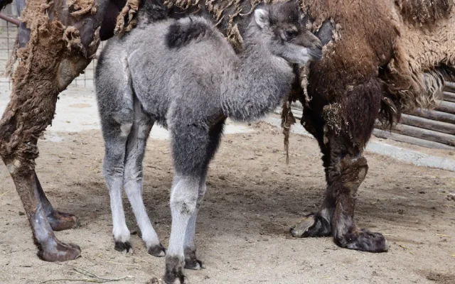 Zoo Olomouc hlásí trojnásobnou radost u velbloudů. Samec Lorenzo se činil