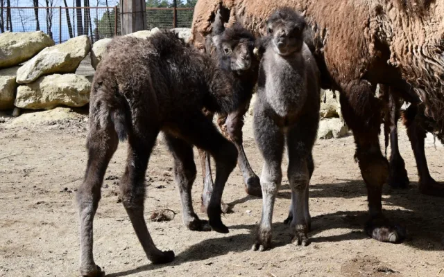 Zoo Olomouc hlásí trojnásobnou radost u velbloudů. Samec Lorenzo se činil