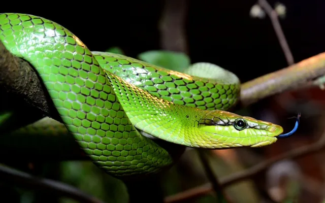 Žáby létavky i obří kobylka. Zoo Olomouc otevřela novou terarijní expozici