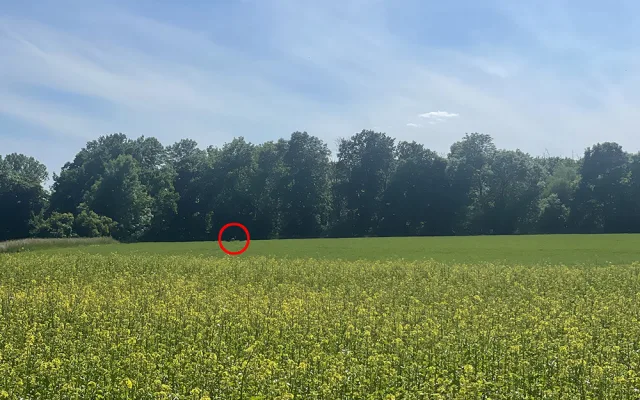 VIDEO: Toulavý nandu od Olomouce už má nový domov, odchyt zvládli odborníci ze Zoo Olomouc