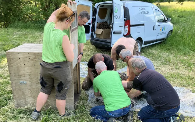 VIDEO: Toulavý nandu od Olomouce už má nový domov, odchyt zvládli odborníci ze Zoo Olomouc