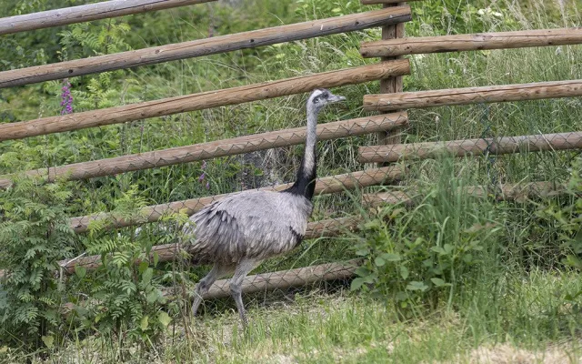 Nandu pampového chová i Zoo Olomouc