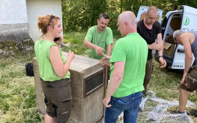 VIDEO: Toulavý nandu od Olomouce už má nový domov, odchyt zvládli odborníci ze Zoo Olomouc