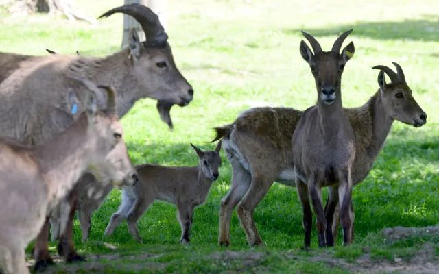 V olomoucké zoo se narodilo pět vzácných kozorožců. V přírodě jich zůstává posledních pět stovek