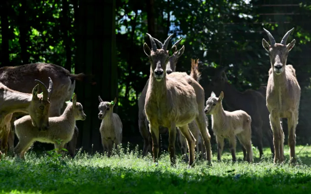 V olomoucké zoo se narodilo pět vzácných kozorožců. V přírodě jich zůstává posledních pět stovek