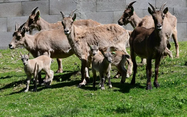 V olomoucké zoo se narodilo pět vzácných kozorožců. V přírodě jich zůstává posledních pět stovek