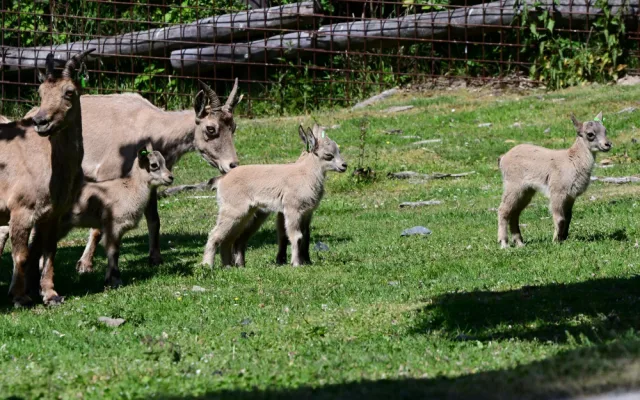 V olomoucké zoo se narodilo pět vzácných kozorožců. V přírodě jich zůstává posledních pět stovek
