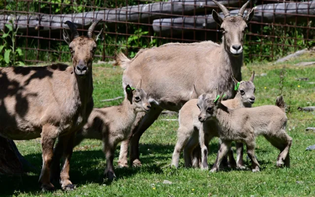 V olomoucké zoo se narodilo pět vzácných kozorožců. V přírodě jich zůstává posledních pět stovek