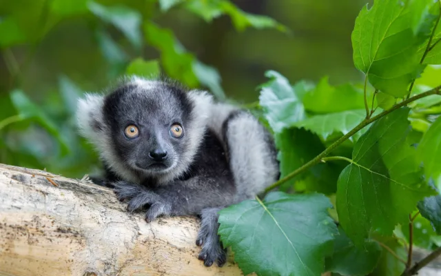 V olomoucké zoo se narodilo další mládě kriticky ohroženého lemura. Kluk se má čile k světu