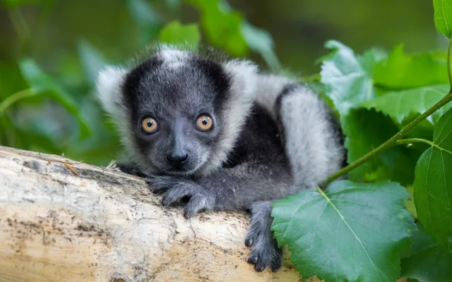 V olomoucké zoo se narodilo další mládě kriticky ohroženého lemura. Kluk se má čile k světu