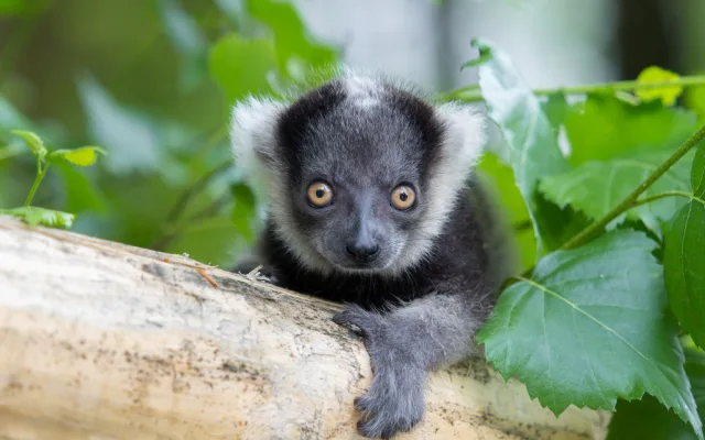 V olomoucké zoo se narodilo další mládě kriticky ohroženého lemura. Kluk se má čile k světu