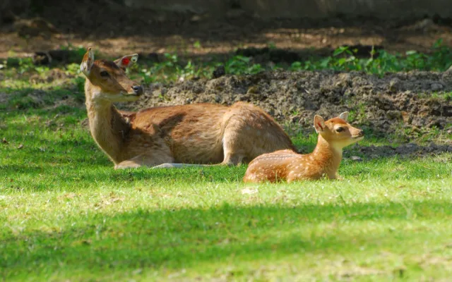 Olomoucká zoo bude řídit chov vzácného jelena po celém světě. Má druhé největší stádo