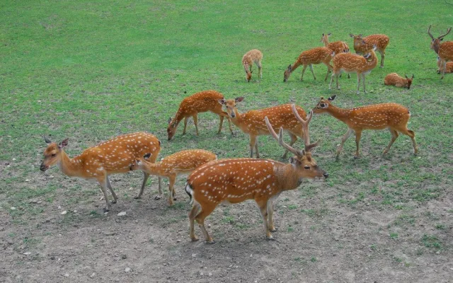 Olomoucká zoo bude řídit chov vzácného jelena po celém světě. Má druhé největší stádo