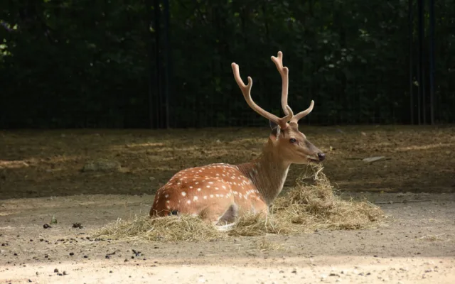 Olomoucká zoo bude řídit chov vzácného jelena po celém světě. Má druhé největší stádo