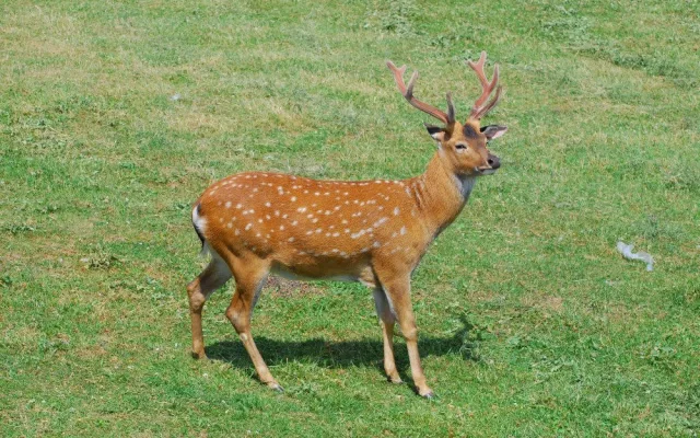 Olomoucká zoo bude řídit chov vzácného jelena po celém světě. Má druhé největší stádo