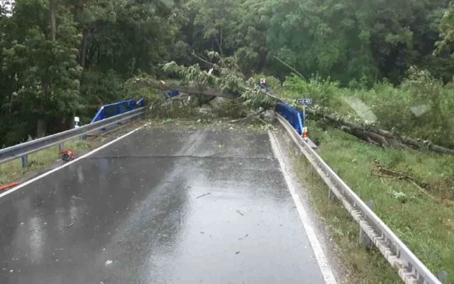 Na jihu kraje bouřky vyvracely stromy, v Olšanech vítr odnesl stan. Hasiči vyjížděli k desítkám případů