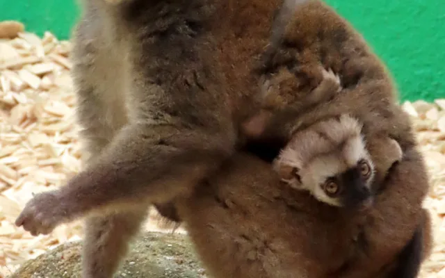 Lemuří dvojčata poznávají výběh v Zoo Olomouc