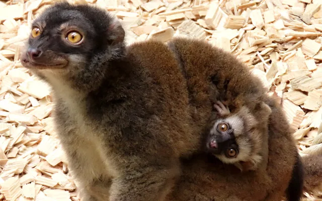 Lemuří dvojčata poznávají výběh v Zoo Olomouc