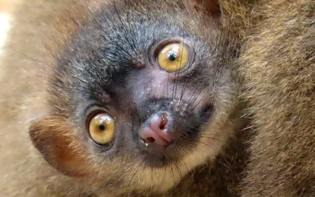 Lemuří dvojčata poznávají výběh v Zoo Olomouc