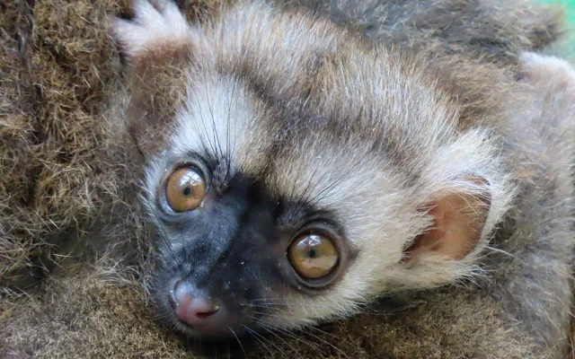 Lemuří dvojčata poznávají výběh v Zoo Olomouc