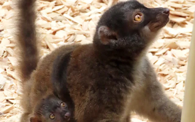 Lemuří dvojčata poznávají výběh v Zoo Olomouc