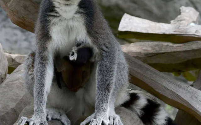 Olomoucká zoo se může pochlubit dalším mládětem lemura. Víc než deset let zde funguje chovná stanice
