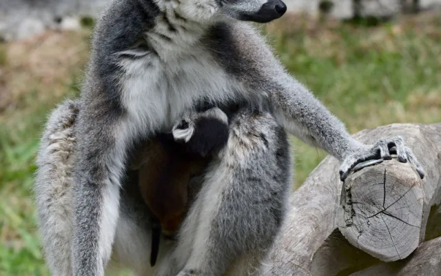 Olomoucká zoo se může pochlubit dalším mládětem lemura. Víc než deset let zde funguje chovná stanice