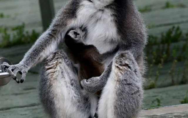 Olomoucká zoo se může pochlubit dalším mládětem lemura. Víc než deset let zde funguje chovná stanice