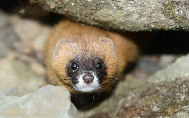 Kolonoci se zabydlují v Zoo Olomouc. Sibiřské lasice se vrátily po letech