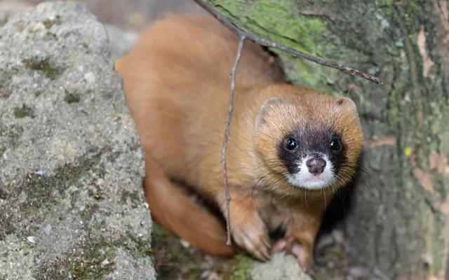 Kolonoci se zabydlují v Zoo Olomouc. Sibiřské lasice se vrátily po letech