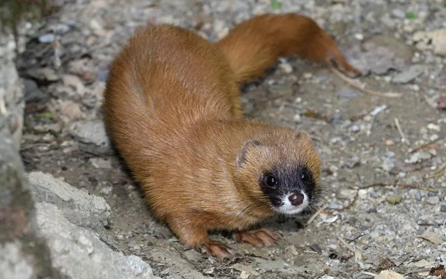Kolonoci se zabydlují v Zoo Olomouc. Sibiřské lasice se vrátily po letech