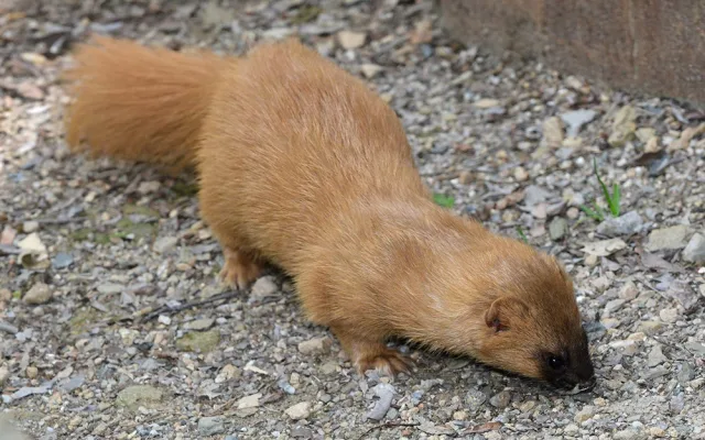 Kolonoci se zabydlují v Zoo Olomouc. Sibiřské lasice se vrátily po letech