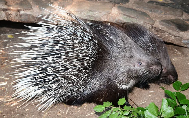 Pozor na ostny. Dikobrazí rodinka v ZOO Olomouc hlásí přírůstky