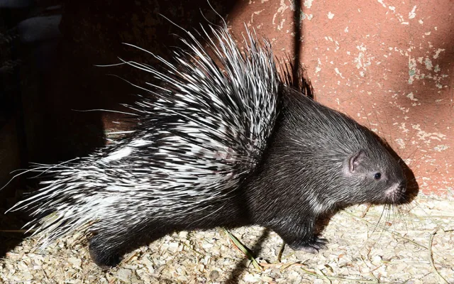 Pozor na ostny. Dikobrazí rodinka v ZOO Olomouc hlásí přírůstky